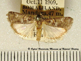 Ancylosis eugraphella